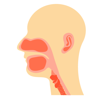 Ear Nose and Throat